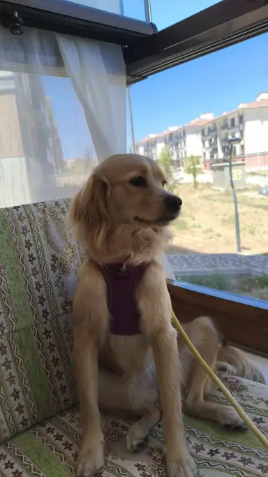 Betül Toraman